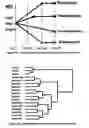 Fig. 04 - Transcriptional profiling of stem cells and their multilineage differentiation