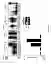 Fig. 05 - Micro-RNA's that regulate muscle cells
