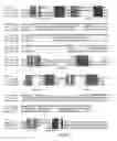 Fig. 10 - Micro-RNA's that regulate muscle cells