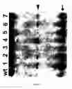 Fig. 35 - Micro-RNA's that regulate muscle cells