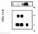 Fig. 02 - HNRPLL polypeptides, polynucleotides encoding same and compositions and methods of using same
