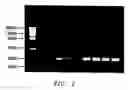 Fig. 03 - Method for rapid amplification of DNA