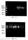 Fig. 05 - Method for rapid amplification of DNA