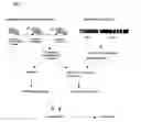Fig. 02 - Modulation of the synthesis of insulin