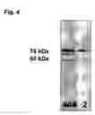 Fig. 05 - Modulation of the synthesis of insulin