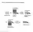 Fig. 09 - High throughput generation and affinity maturation of humanized antibody