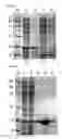 Fig. 07 - Monomeric streptavidin muteins