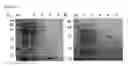 Fig. 08 - Monomeric streptavidin muteins
