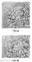 Fig. 07 - Antibody conjugates