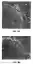 Fig. 09 - Antibody conjugates