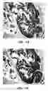 Fig. 12 - Antibody conjugates