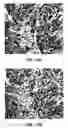 Fig. 13 - Antibody conjugates