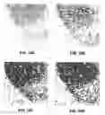 Fig. 20 - Antibody conjugates