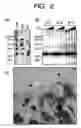 Fig. 03 - Method of screening remedy for heart disease and medicinal composition for treating heart disease