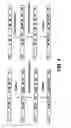 Fig. 05 - Chemo-enzymatic process for proteome-wide mapping of post-translational modification