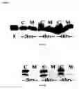 Fig. 06 - Protein production method utilizing yebF