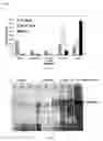 Fig. 07 - Protein production method utilizing yebF