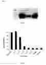 Fig. 10 - Protein production method utilizing yebF