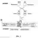 Fig. 02 - Chimeric disintegrin domain