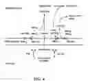Fig. 05 - Chimeric disintegrin domain