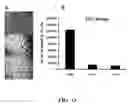 Fig. 14 - Chimeric disintegrin domain