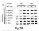 Fig. 12 - Peptide acceptor ligation methods
