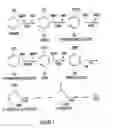 Fig. 02 - Method for the production of -hydroxybenzoate in species of pseudomonas and 