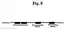 Fig. 22 - Compositions and methods for manipulating carbon flux in cells