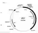 Fig. 02 - ADH from 