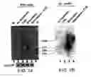 Fig. 02 - Cytidine deaminase