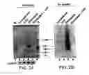 Fig. 03 - Cytidine deaminase