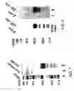 Fig. 07 - Cytidine deaminase