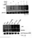 Fig. 11 - Cytidine deaminase