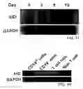 Fig. 12 - Cytidine deaminase