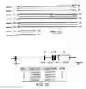 Fig. 16 - Cytidine deaminase