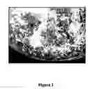 Fig. 03 - Isolation and use of decay fungi