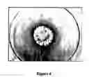 Fig. 05 - Isolation and use of decay fungi