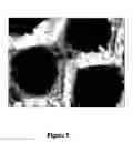 Fig. 06 - Isolation and use of decay fungi