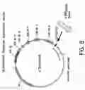 Fig. 09 - Chromosome-based platforms