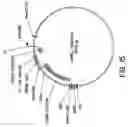 Fig. 16 - Chromosome-based platforms