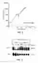 Fig. 03 - Methods for transfecting T cells
