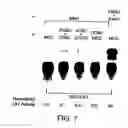 Fig. 06 - Methods for transfecting T cells