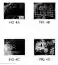 Fig. 08 - Methods and compositions for encapsulation of cells