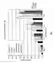 Fig. 04 - Compositions and methods for treating human papillomavirus mediated disease