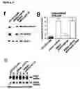Fig. 08 - Regulation of gene expression by dna interference