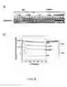 Fig. 06 - Yeast genes that affect viral replication
