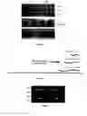 Fig. 47 - Method for down-regulating gene expression in fungi