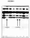 Fig. 03 - Recombinant constructs and their use in reducing gene expression