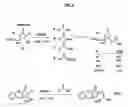 Fig. 10 - Compounds, pharmaceutical compositions containing same, and methods of use for same