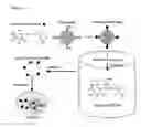 Fig. 02 - Transcriptional factor, process for producing the same and use thereof